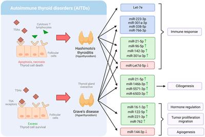 Regulatory mechanisms of microRNAs in endocrine disorders and their therapeutic potential